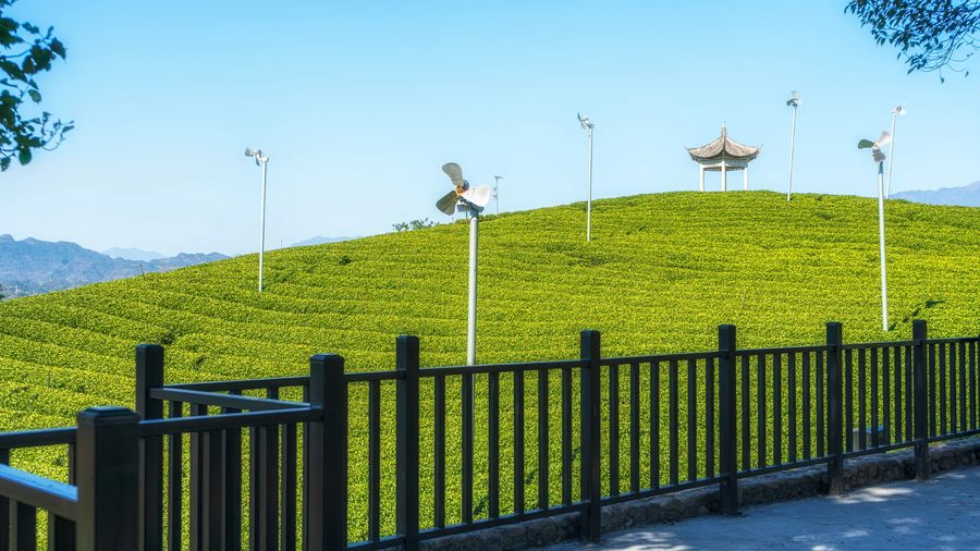 大木山茶园景区 实景图4
