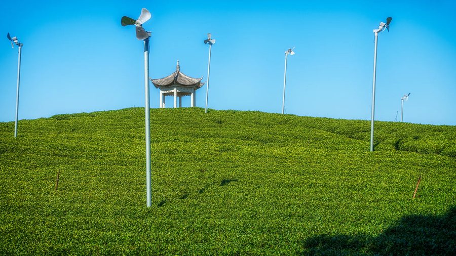 大木山茶园景区 实景图5